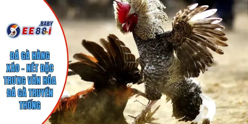 Đá Gà Hàng Xáo